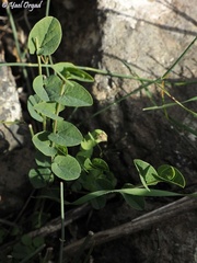 Aristolochia parvifolia