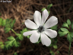 Anemone coronaria