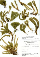 Huperzia appressa