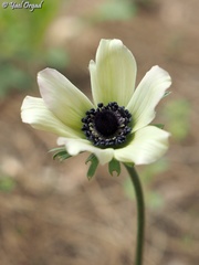 Anemone coronaria