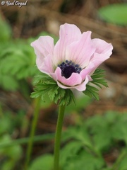 Anemone coronaria