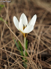 Crocus hyemalis
