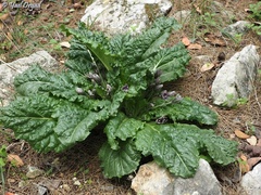 Mandragora autumnalis