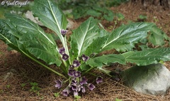 Mandragora autumnalis