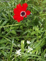 Anemone coronaria