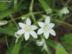 Ornithogalum