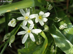 Ornithogalum