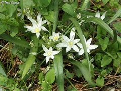 Ornithogalum