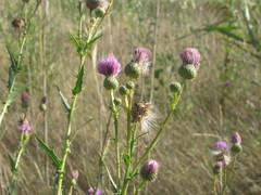 Cirsium alatum