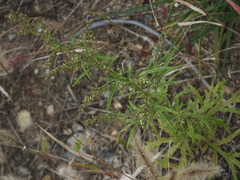 Artemisia mongolica