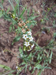 Heliotropium ciliatum