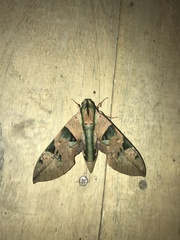 Eumorpha capronnieri