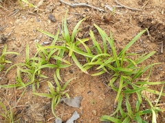 Xerophyta humilis