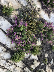 Indigofera sp11
