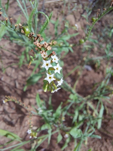 Image of Heliotropium ciliatum by (c) Manuel R Popp, some rights reserved (CC BY)