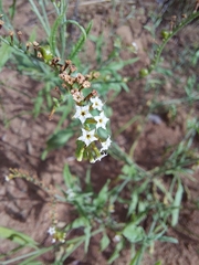 Heliotropium ciliatum