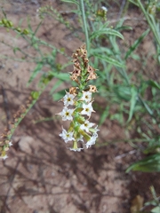 Heliotropium ciliatum