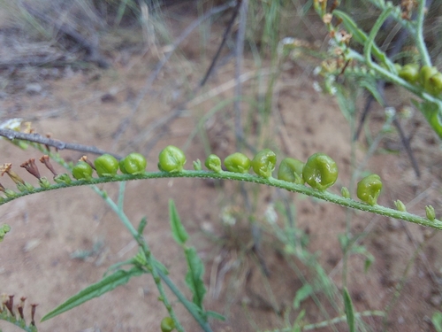Image of Heliotropium ciliatum by (c) Manuel R Popp, some rights reserved (CC BY)