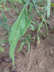 Heliotropium ciliatum