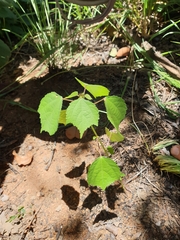 Triumfetta pentandra