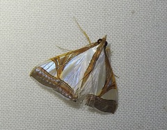 Agrioglypta eurytusalis