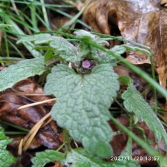 Lamium purpureum