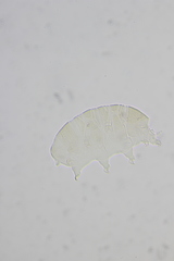 Echiniscidae