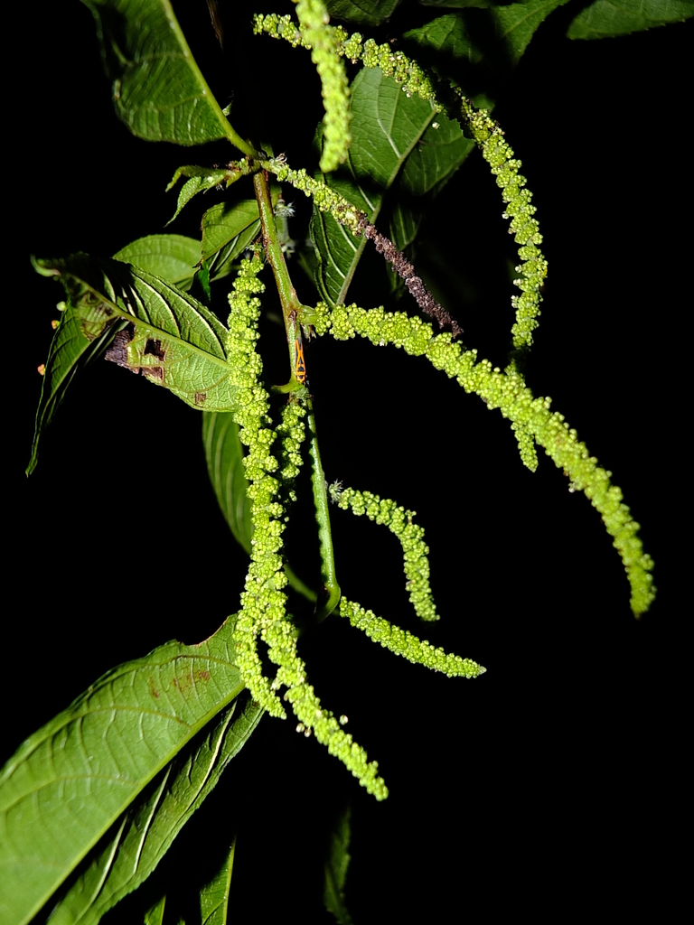 Acalypha diversifolia Jacq. 2