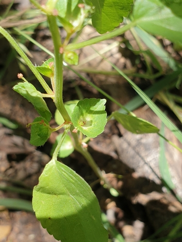 Three Seeded Mercury (Acalypha segetalis)