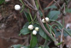 Psychotria serpens