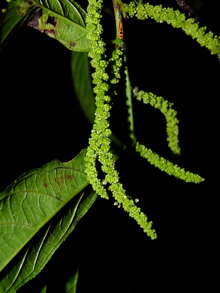 Acalypha diversifolia Jacq. 3