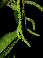 Acalypha diversifolia