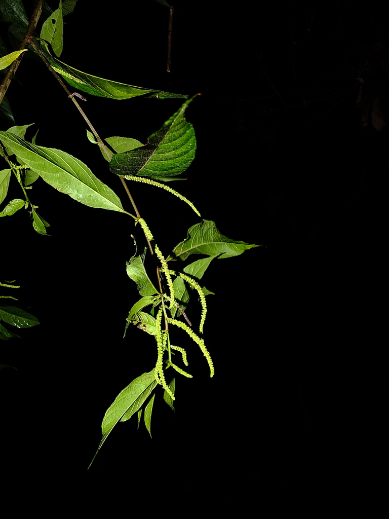 Acalypha diversifolia Jacq. 4