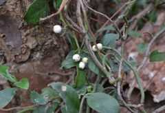 Psychotria serpens