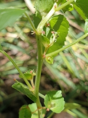 Acalypha segetalis