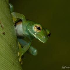 Espadarana prosoblepon