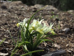 Iris palaestina