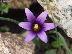 Romulea phoenicia