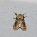 Bellonina guasca - Photo (c) Lepidoptera Colombiana, μερικά δικαιώματα διατηρούνται (CC BY-NC), uploaded by Lepidoptera Colombiana