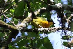 Telophorus nigrifrons