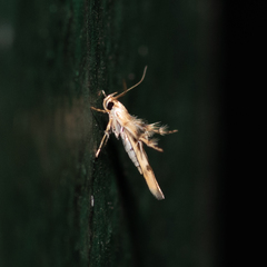 Stathmopoda tritophaea