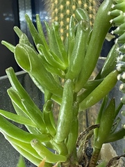 Crassula ovata