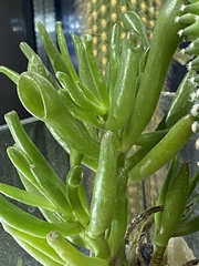 Crassula ovata