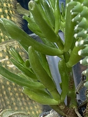 Crassula ovata