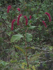 Septoria polygonorum