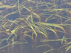 Sparganium fluctuans