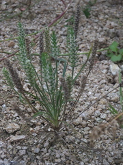 Plantago aristata