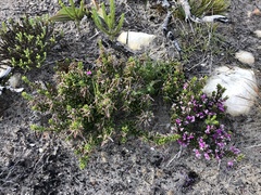 Indigofera sp11