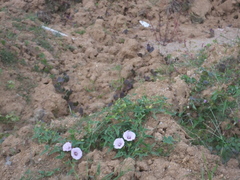 Calystegia hederacea