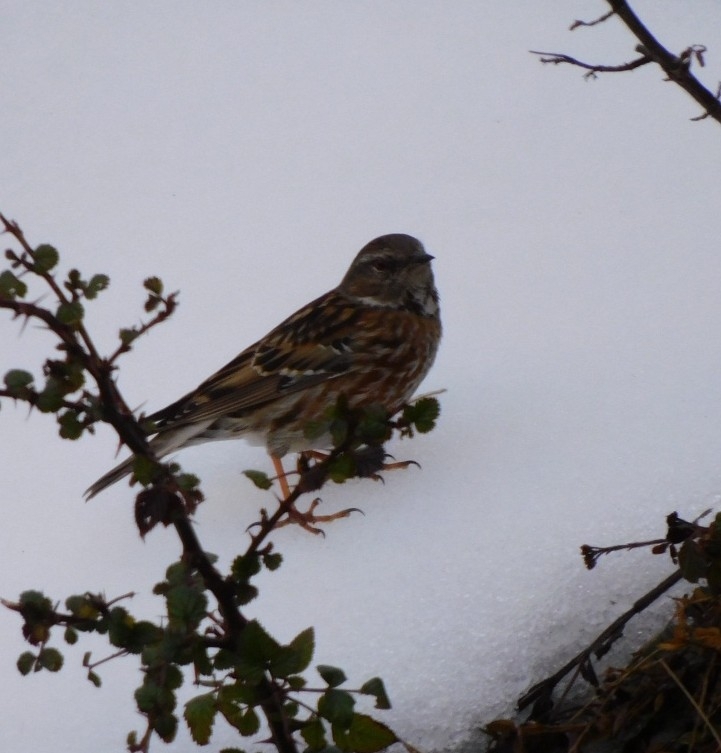 Altai Accentor